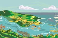 Freshwater-Fish-Passage